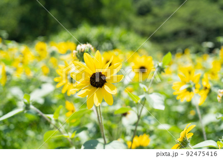 ヒマワリ ヒマワリ 92475416