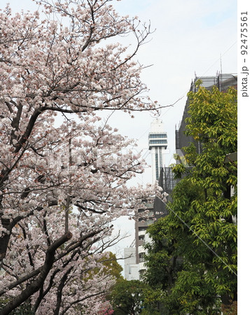 新川千本桜 船堀タワー 江戸川区新川 新川千本桜 船堀タワー 江戸川区新川 92475561