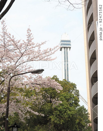 新川千本桜 船堀タワー 江戸川区新川 新川千本桜 船堀タワー 江戸川区新川 92475562