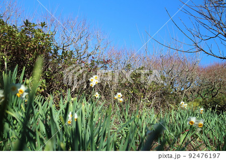 群生する水仙の可愛い花 92476197