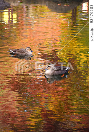 秋の蚕糸の森公園の池に集まる鴨 秋の蚕糸の森公園の池に集まる鴨 92476583