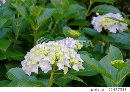 アジサイ 紫陽花 アジサイ 紫陽花 92477553
