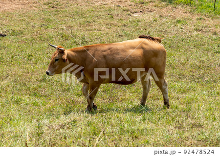 Young brown bull on a green summer rural pasture close-up 92478524