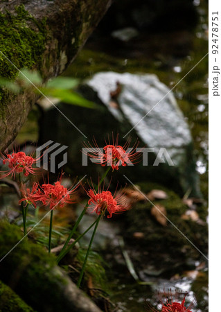 EOS5D.広島庄原、彼岸花とぼかし。 92478751