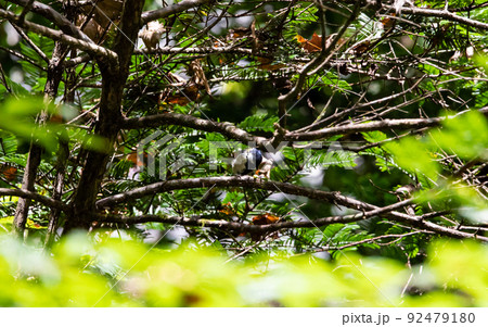 EOS5D.広島庄原、帝釈峡シジュウカラ。 EOS5D.広島庄原、帝釈峡シジュウカラ。 92479180