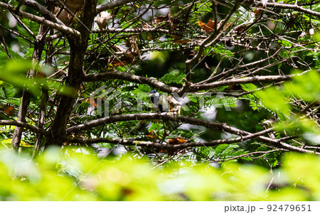 EOS5D.広島庄原、森深いシジュウカラ。 EOS5D.広島庄原、森深いシジュウカラ。 92479651