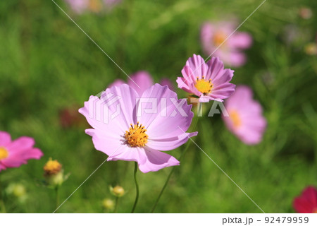 秋の花 秋の花 92479959