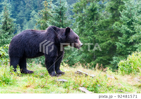 Wild Brown Bear in the summer forest. Wild Brown Bear in the summer forest. 92481571