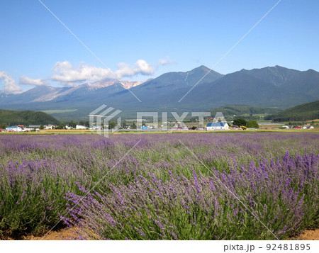 北海道富良野の花畑とラベンダー 北海道富良野の花畑とラベンダー 92481895