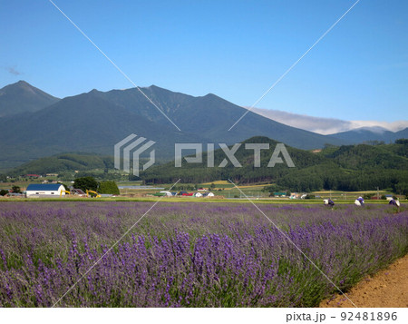 北海道富良野の花畑とラベンダー 北海道富良野の花畑とラベンダー 92481896