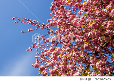 Japanese cherry blossom branch in spring Japanese cherry blossom branch in spring 92482525