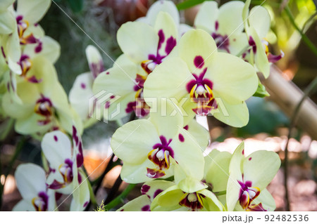 Orchid flower, Phalaenopsis Orchid flower, Phalaenopsis 92482536