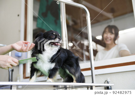 ガラス越しにトリミング中のロングコートチワワの様子を見る飼い主の女性（サロン側の視点） 92482975