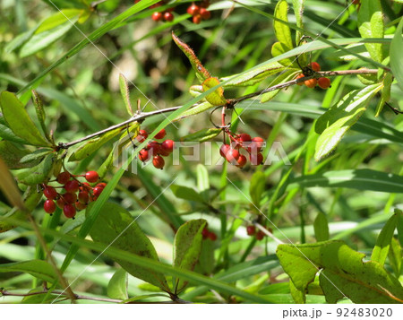 ヘビノボラズの赤い実 92483020
