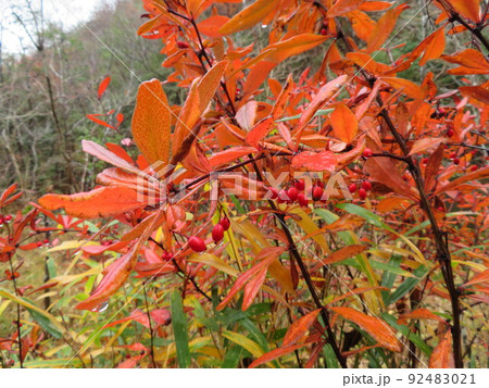 紅葉したヘビノボラズ 92483021