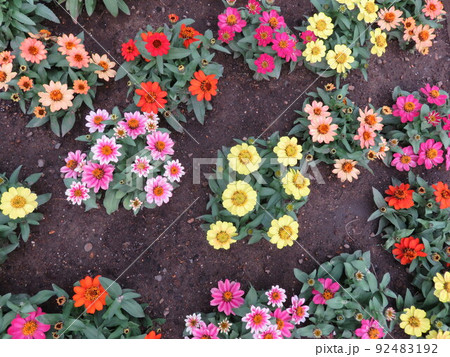 花壇に咲くいろんな色の百日草 花壇に咲くいろんな色の百日草 92483192
