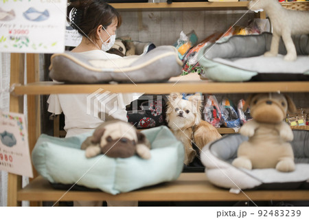 ペットショップの商品越し見えるクリーム色のロングコートチワワとその飼い主の女性 92483239