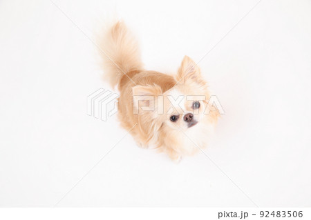 白い背景で上を見上げるクリーム色のロングコートチワワ 92483506