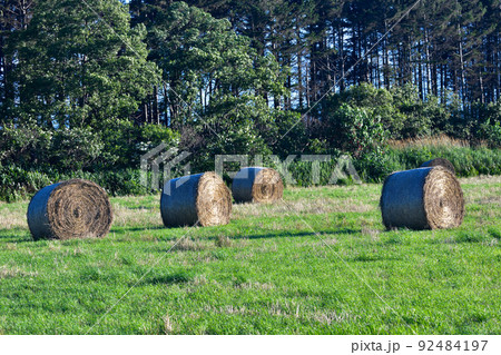 北海道の畑の麦稈ロール 北海道の畑の麦稈ロール 92484197