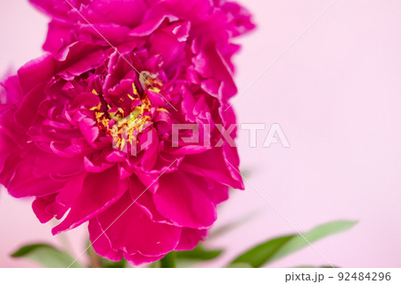 lush burgundy peony close-up on a pink background lush burgundy peony close-up on a pink background 92484296