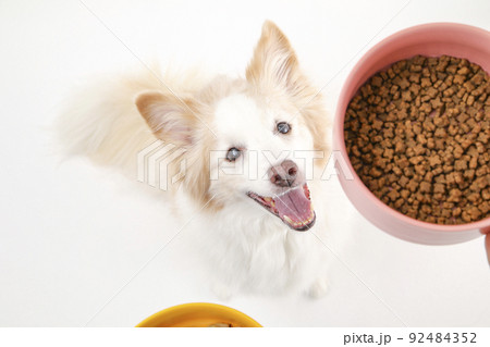 器に入った市販のドッグフードを見上げるボーダーコリー 92484352