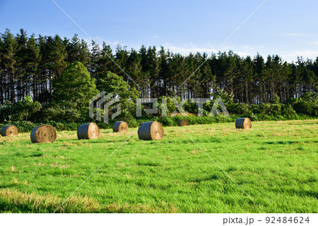 北海道の畑の麦稈ロール 北海道の畑の麦稈ロール 92484624