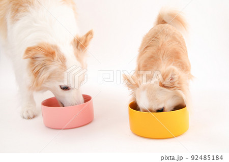手作りご飯を夢中で食べるボーダーコリーとロングコートチワワ 92485184