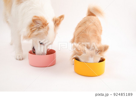 手作りご飯を夢中で食べるボーダーコリーとロングコートチワワ 92485189