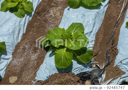 結球前の白菜 結球前の白菜 92485747