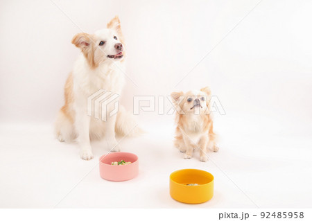 手作りご飯を夢中で食べるボーダーコリーとロングコートチワワ 92485958