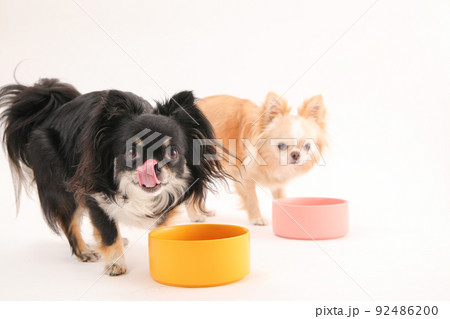 手作りご飯を夢中で食べる二頭のロングコートチワワ 92486200
