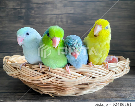 Four Forpus different color parrot bird 92486261