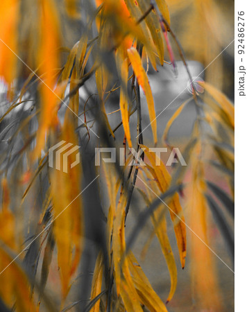 Willow with bright orange leaves close-up for background. The concept of autumn sadness and melancholy Willow with bright orange leaves close-up for background. The concept of autumn sadness and melancholy 92486276
