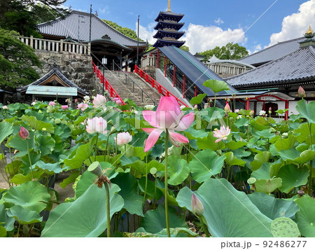 中山寺・ハス 中山寺・ハス 92486277