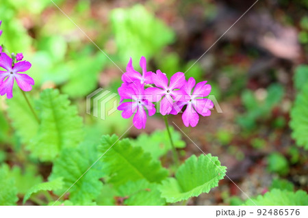 サクラソウの花 サクラソウの花 92486576