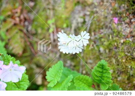 サクラソウの花 サクラソウの花 92486579