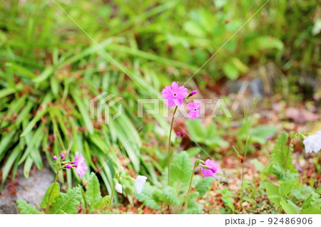 サクラソウの花 サクラソウの花 92486906