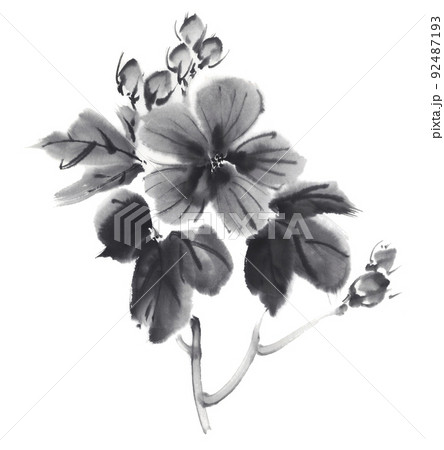 芙蓉の花と蕾 水墨画のイラスト素材 [92487193] - PIXTA