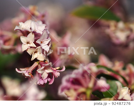 満開のジンチョウゲの花 92487276