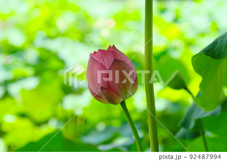 7月 町田447大賀ハス(蕾)・薬師池公園 7月 町田447大賀ハス(蕾)・薬師池公園 92487994
