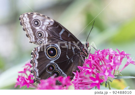 Beautiful butterfly on plant 92488010