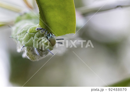 Butterfly caterpillar on a plant 92488070