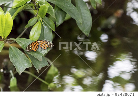 Beautiful butterfly on plant 92488071
