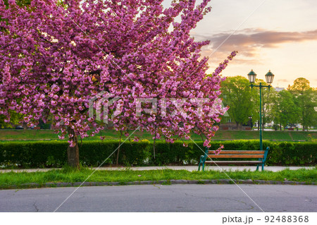cherry blossom at sunrise. empty park in early morning. walking path under the beautiful sakura trees 92488368