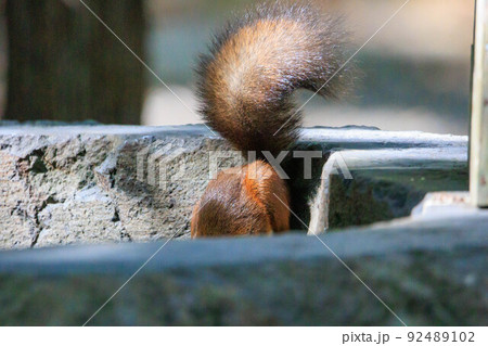手水舎で水を飲むエゾリス「秋の北海道」 手水舎で水を飲むエゾリス「秋の北海道」 92489102