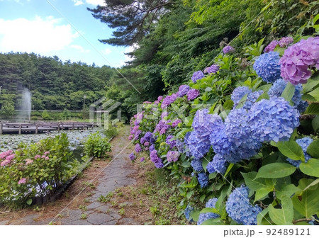 室山池と紫陽花 92489121