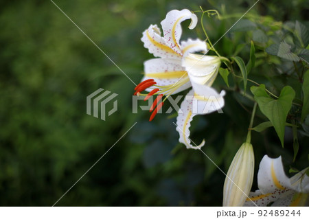 草原で咲く白くて大きなヤマユリの花 草原で咲く白くて大きなヤマユリの花 92489244