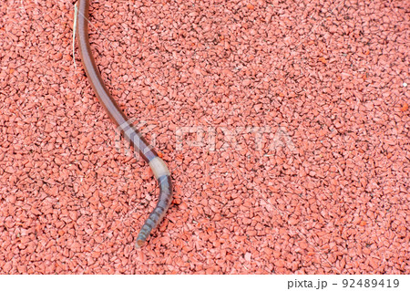 大きくて太いミミズの写真。 92489419