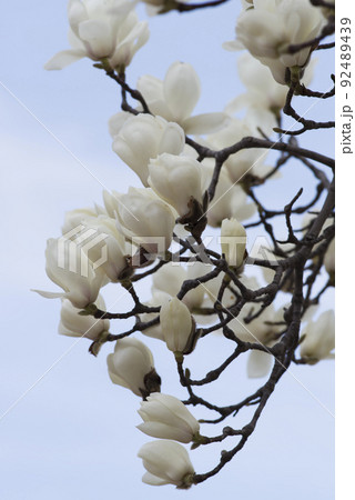 青空の下にハクモクレンの白い花が咲いています。学名はMagnolia denudataです。 92489439
