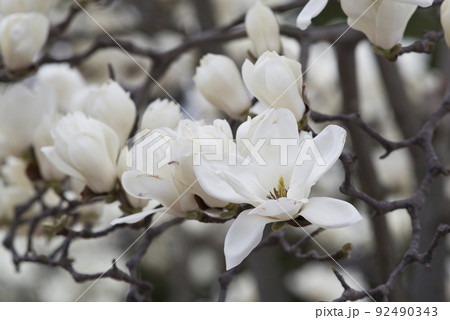 ハクモクレンの白い花が咲いています。学名はMagnolia denudataです。 ハクモクレンの白い花が咲いています。学名はMagnolia denudataです。 92490343